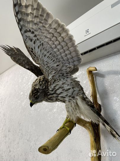 Чучело ястреба