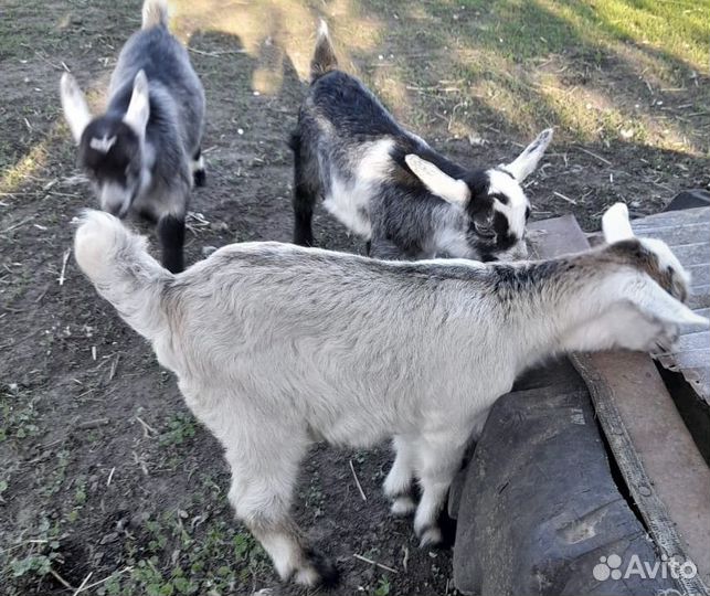 Козочки нубииские, зааненские