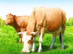 Электропастух для крупного рогатого скота