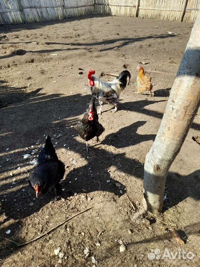 Инкубационное яйцо