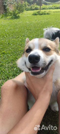 Вельш корги