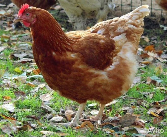 Курица несушка молодняк
