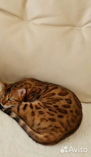Бенгальская кошка