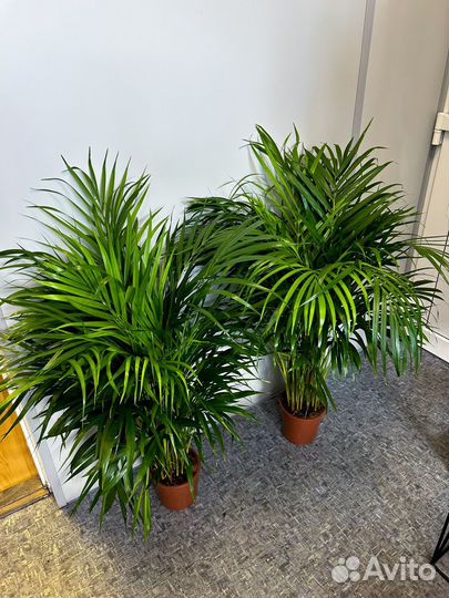 Комнатная пальма Арека 100 см