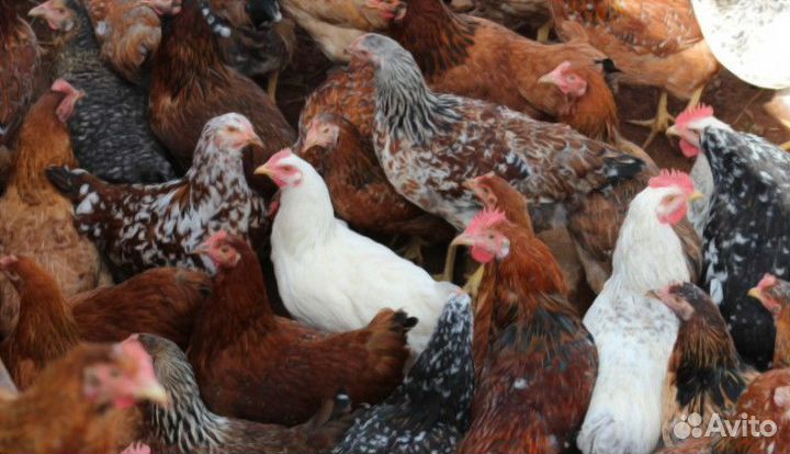 Самые яйценосные куры молодки несушки