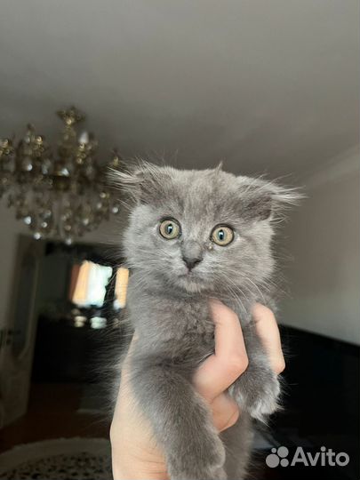 Вислоухий котёнок