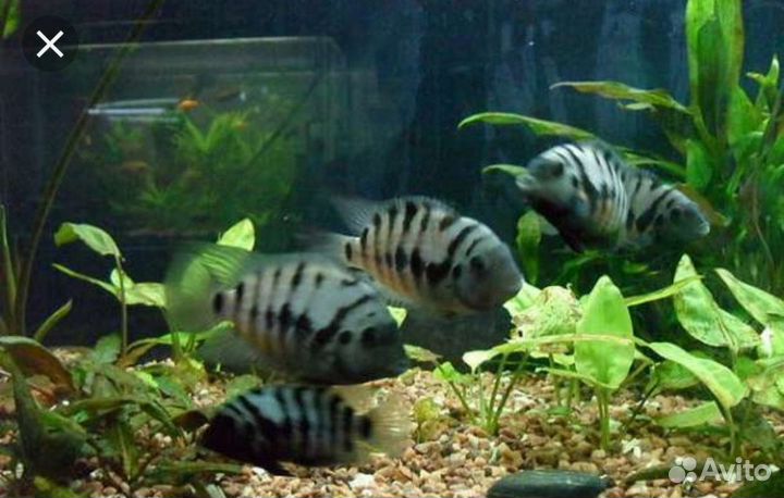 Цихлиды полосатые и желтые