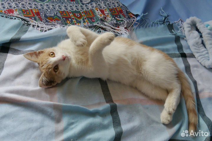 Кото мальчик