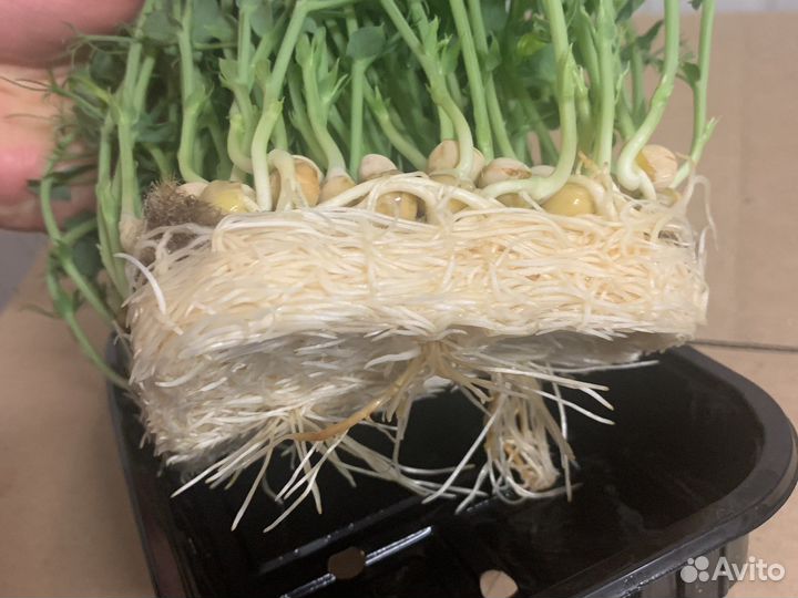 Микрозелень горчица амарант редис рукола