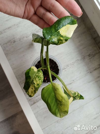 Филодендрон Сиам Санрайз/Рэд Эмиральд/роз.принцесс