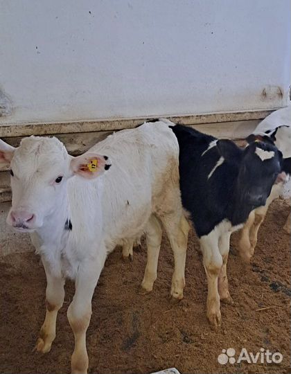 Телята бычки