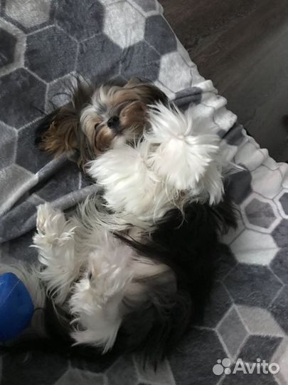 Вязка Бивер