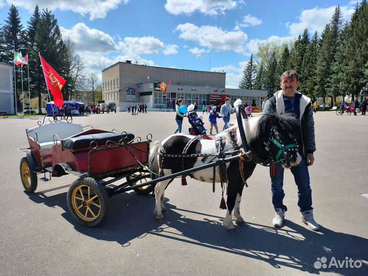 Экипаж для пони