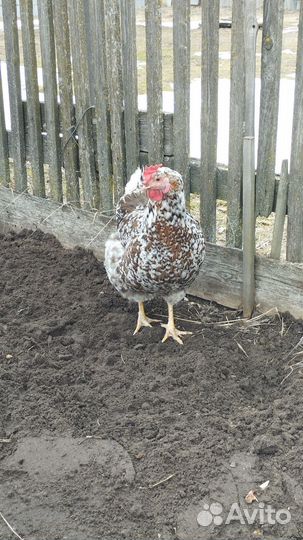 Яйца на инкубацию