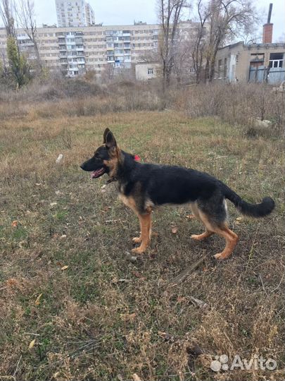 Немецкая овчарка