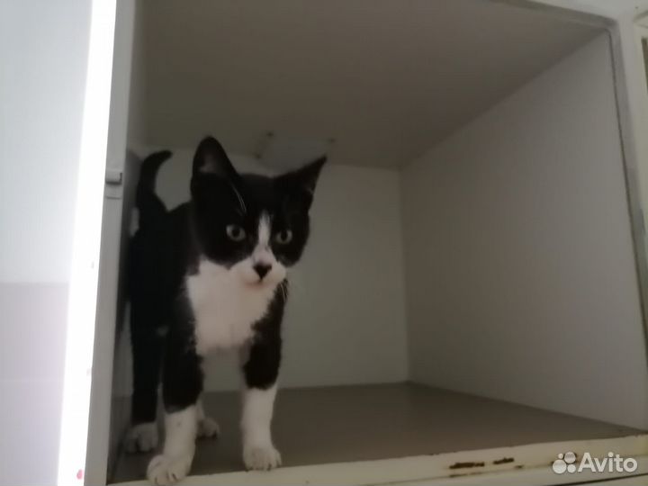 Отдам в добрые руки котёнка (мальчик )