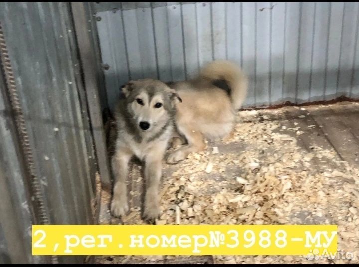 Собака в добрые руки отдам бесплатно