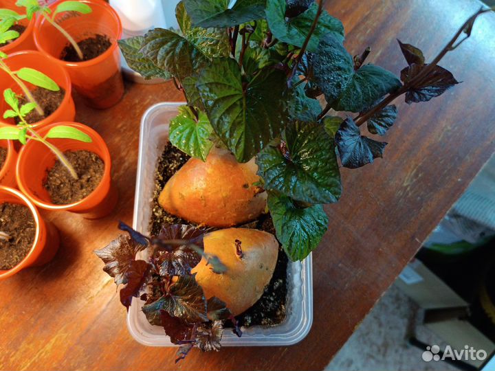 Батат рассада