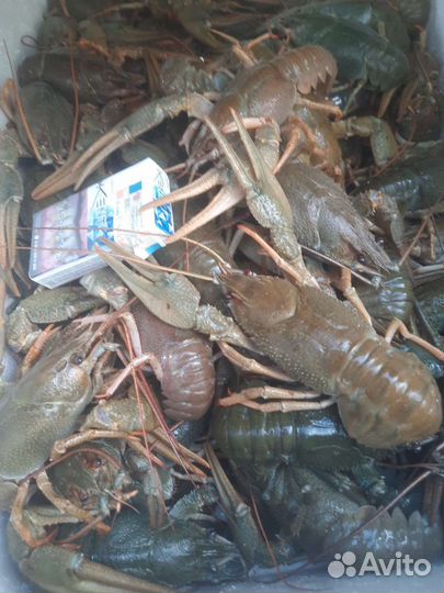 Раки живые. Рыба живая