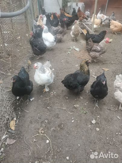 Куры молодки