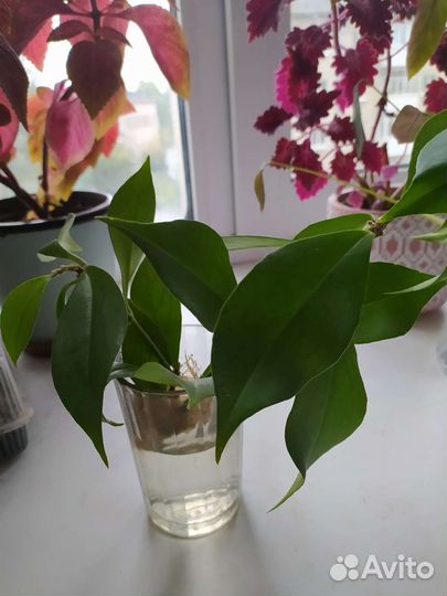 Эсхинантус