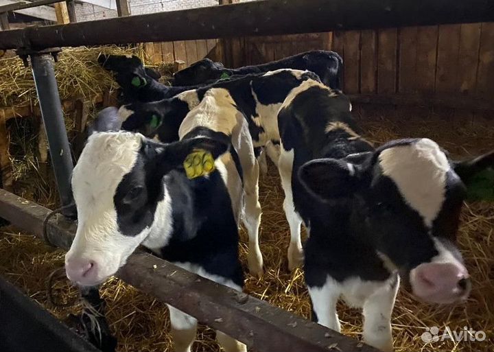 Бычки и телята