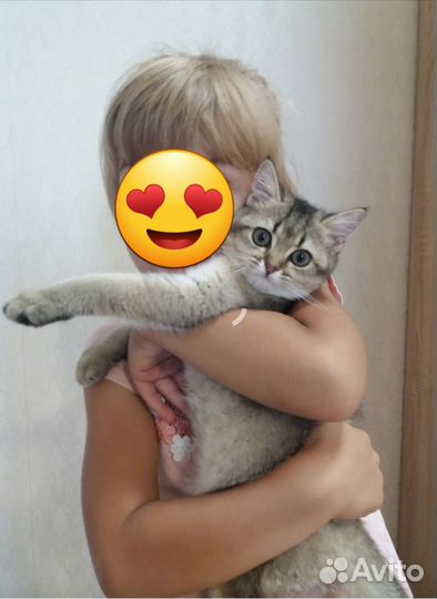 Отдам в добрые руки
