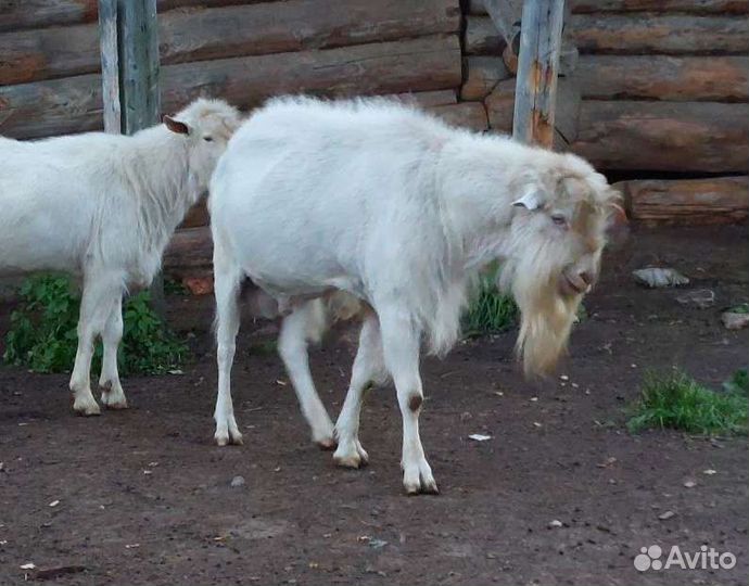 Козел зааненский большой