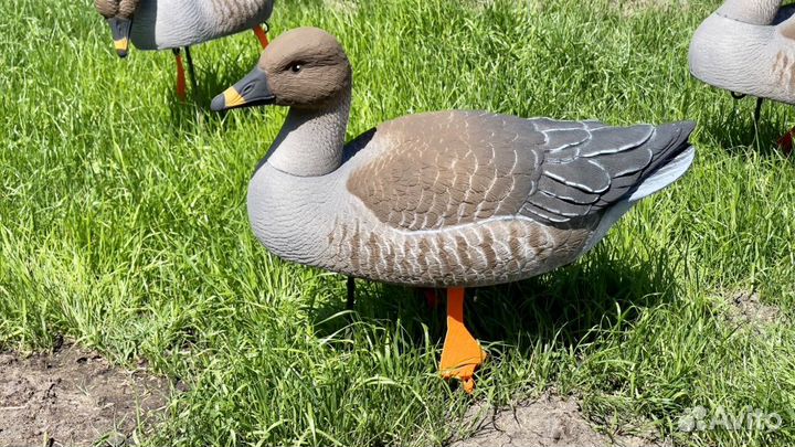 Чучела гусей поле- вода