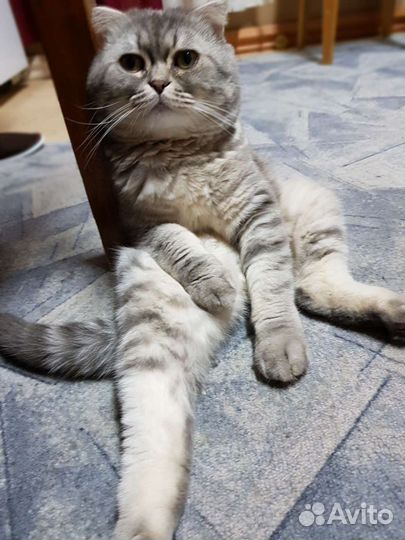 Шотландский скоттиш-фолд вязка