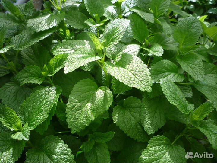 Мелисса лимонная, свежая