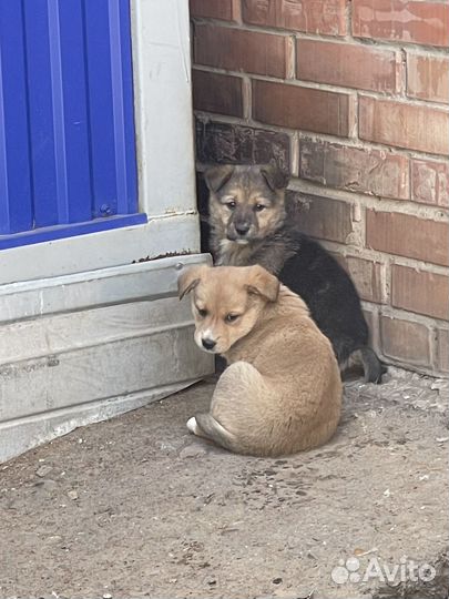 Отдам бесплатно