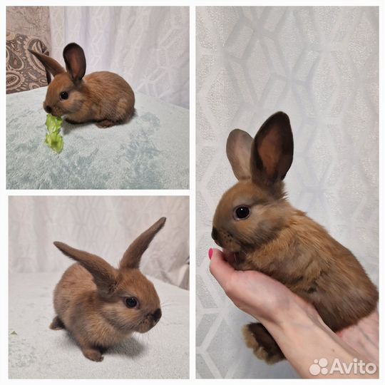 Декоративные карликовые кролики