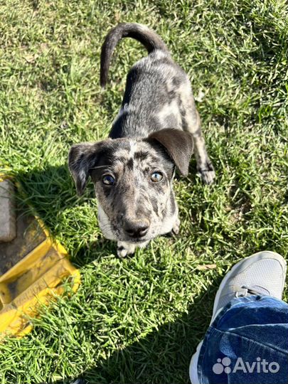 Щенки лайки