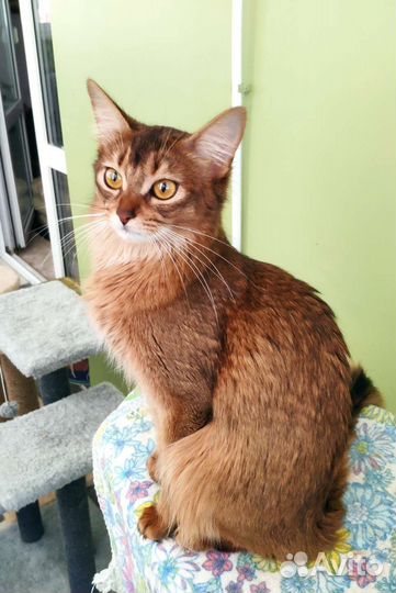 Сомалийская кошечка