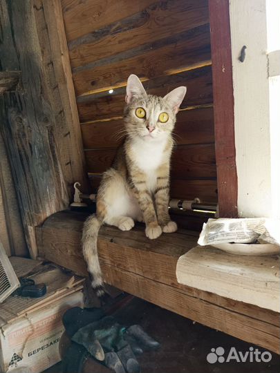 Отдам в добрые руки