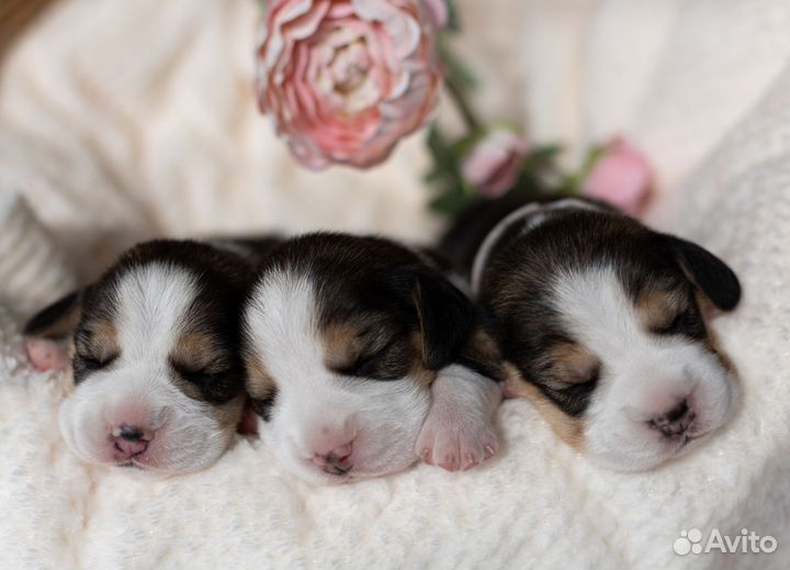 Щенки бигль