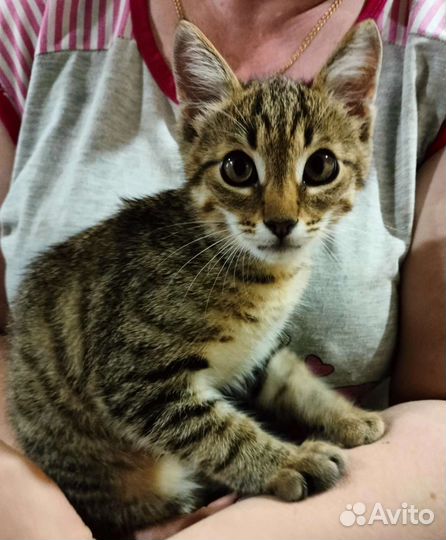 Котик-мальчик бродит по улице