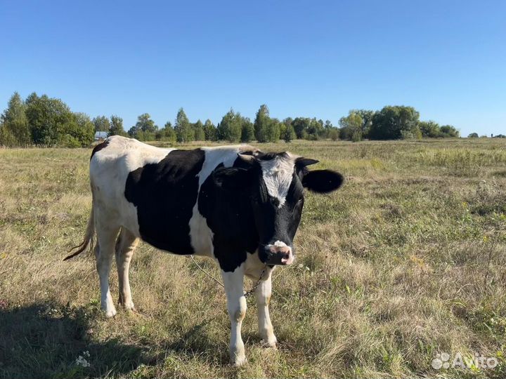 Стельная телка