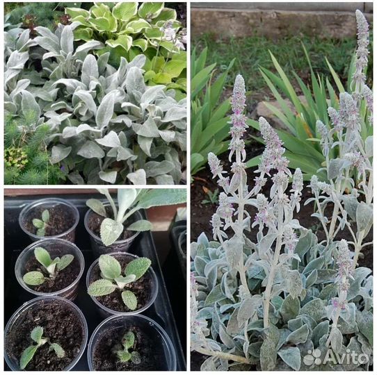 Многолетние цветы