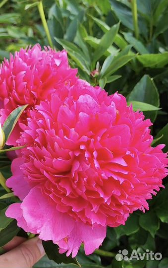 Пион Анжело Кобб Фриборн