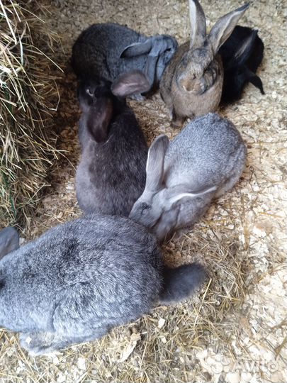 Кролики мясных пород