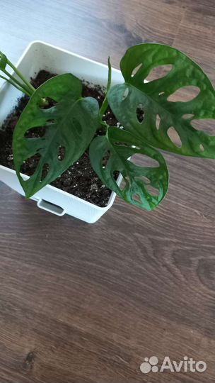 Монстера манки маск