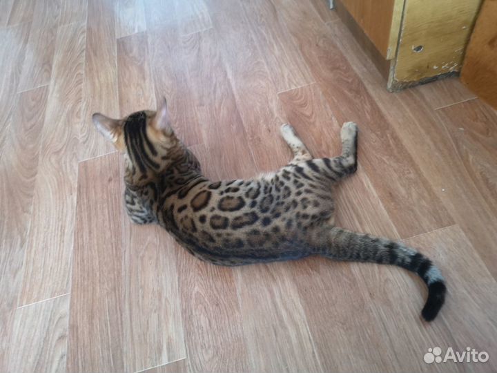 Вязка бенгальский кот