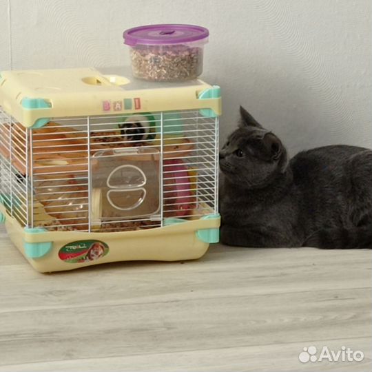 Кошка в дар