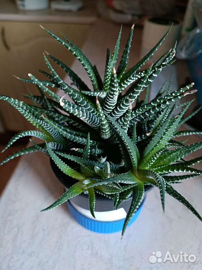 Суккуленты