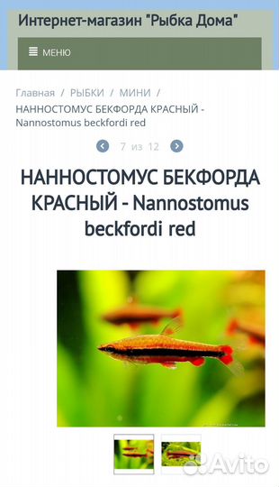 Нанностомус бекфорда красный рыбки аквариумные