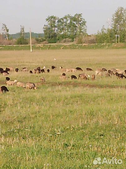 Бараны овцы полукурдючные и курдючныне на курбан