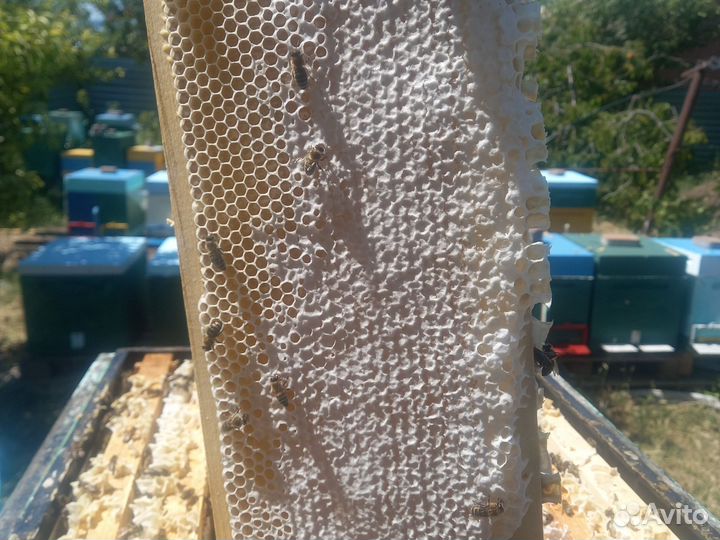 Мед в сотах,забрус