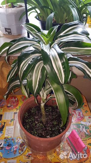 Пальма драцена